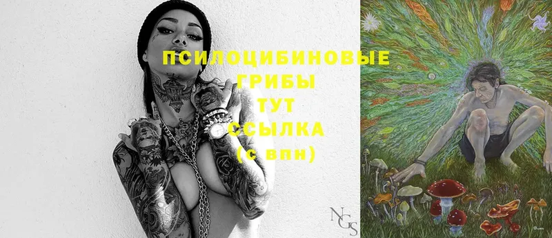 Псилоцибиновые грибы Psilocybe  Сертолово 